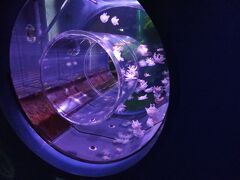 まず水族館へ。これはクラゲです。