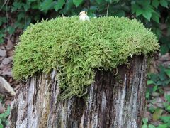 カフェに向かう途中、木の切り株に苔が盛られたオブジェがありました。
よく見ると小さな牛乳の陶器が置いてあります。