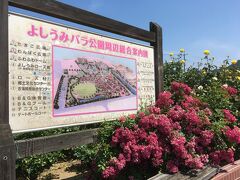 よしうみバラ公園