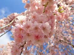 昨晩の雨がウソのよう。
青空が素晴らしー。

武家屋敷通りあたりには
ふわっふわっの桜たちが.☆*