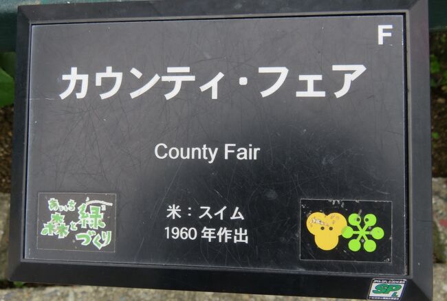 品種名：『カウンティ・フェア』<br />系統：Ｆ（フロリバンダ)<br />作出国：アメリカ(1960年)<br />作出者：Herbert C. Swim(スイム）<br />その他：名札です。<br />