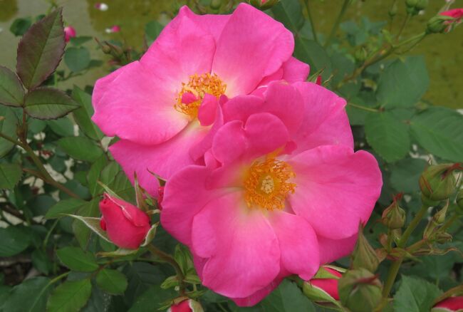 品種名：『カウンティ・フェア』<br />系統：Ｆ（フロリバンダ)<br />作出国：アメリカ(1960年)<br />作出者：Herbert C. Swim(スイム)<br />その他：微香を持つ、四季咲きです。