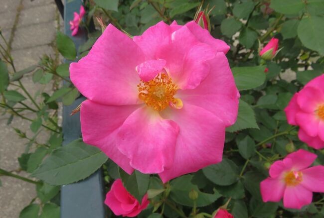 品種名：『カウンティ・フェア』<br />系統：Ｆ（フロリバンダ)<br />作出国：アメリカ(1960年)<br />作出者：Herbert C. Swim(スイム)<br />その他：ピンクの半八重咲き花です。