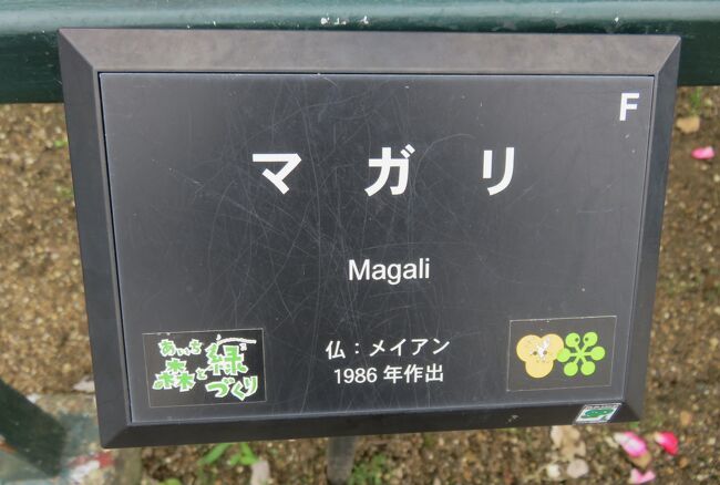 品種名：『マガリ』<br />系統：Ｆ（フロリバンダ)<br />作出国：フランス(1986年)<br />作出者：メイアン<br />その他：名札です。