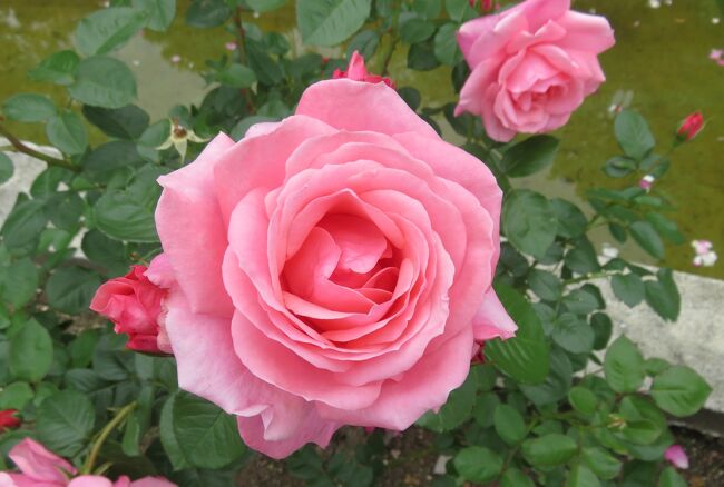 品種名：『マガリ』<br />系統：Ｆ（フロリバンダ)<br />作出国：フランス(1986年)<br />作出者：メイアン<br />その他：花色は美しいコーラルピンクです。