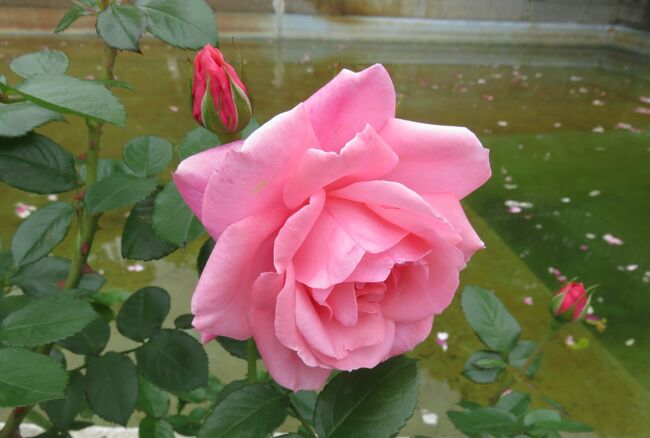 品種名：『マガリ』<br />系統：Ｆ（フロリバンダ)<br />作出国：フランス(1986年)<br />作出者：メイアン<br />その他：丸弁の半剣弁高芯咲きです。