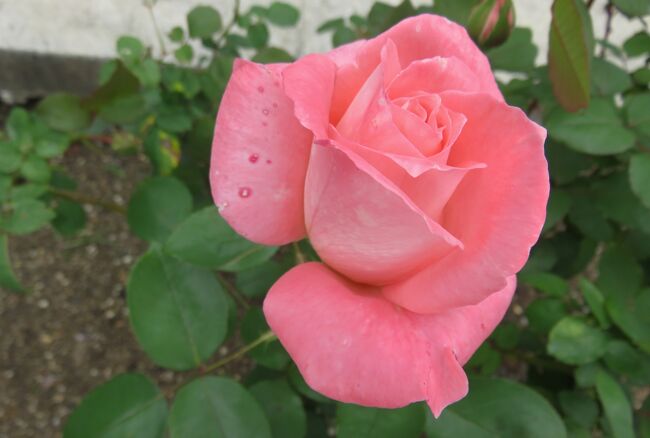 品種名：『プレステージ・ドゥ・リヨン』<br />系統：HT(ハイブリッドティー)<br />作出国：フランス(1979年)<br />作出者：メイアン<br />その他：中香を持つ、四季咲きです。