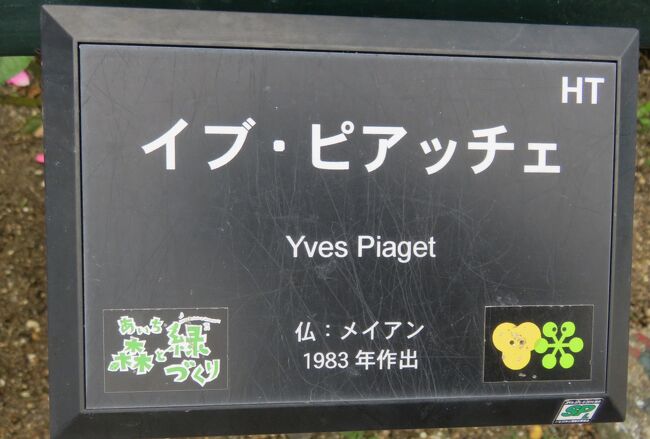 品種名：『イブ・ピアッチェ』<br />系統：HT(ハイブリッドティー)<br />作出国：フランス(1983年)<br />作出者：メイアン<br />その他：名札です。鮮やかなローズピンクの豪華なバラです。