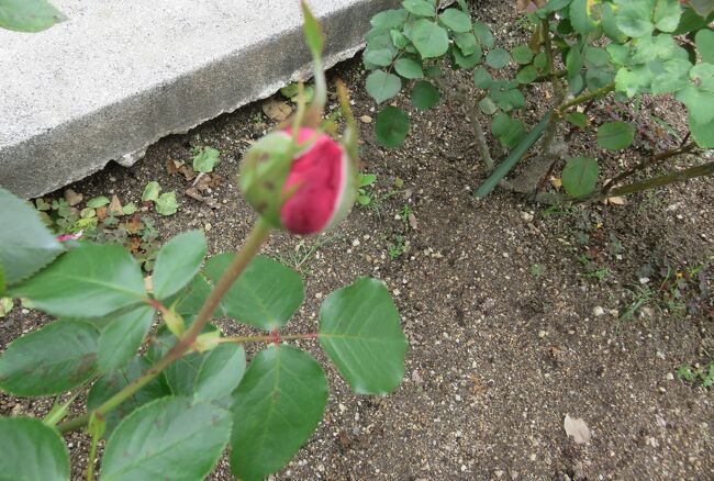 品種名：『イブ・ピアッチェ』<br />系統：HT(ハイブリッドティー)<br />作出国：フランス(1983年)<br />作出者：メイアン<br />その他：まだ蕾でした。花径14cmのシャクヤク咲きの大輪です。