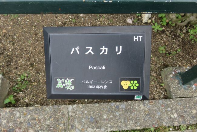 品種名：『パスカリ』<br />系統：HT(ハイブリッドティー)<br />作出国：ベルギー(1963年)<br />作出者：Lens<br />その他：名札です。7番目の殿堂入りした名花です。