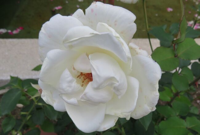 品種名：『パスカリ』：推定<br />系統：HT(ハイブリッドティー)<br />作出国：ベルギー(1963年)<br />作出者：Lens<br />その他：花形10センチほどです。