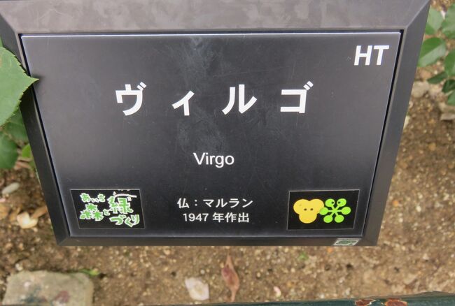 品種名：『ヴィルゴ』<br />系統：HT(ハイブリッドティー)<br />作出国：フランス(1947年)<br />作出者：(Charles Mallerin<br />その他：白バラの名花、アイスバーグの交配親となりました。