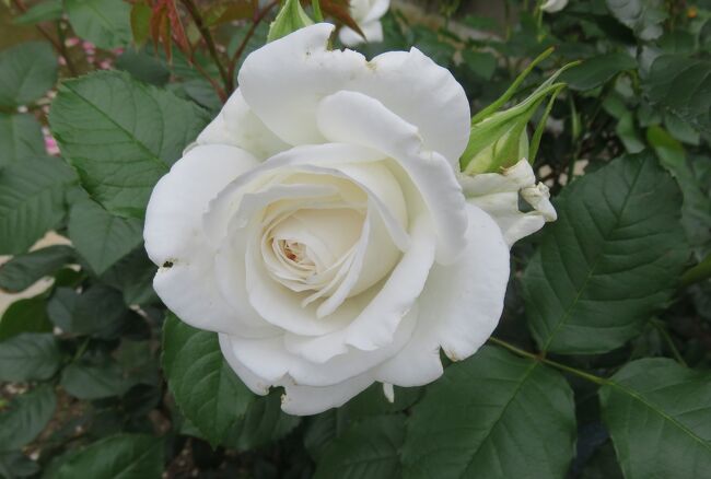 品種名：『アンナ・プルナ』<br />系統：HT(ハイブリッドティー)<br />作出国：フランス(2000年)<br />作出者：ドリュ<br />その他：透き通るようなシルキーホワイトの大輪花です。