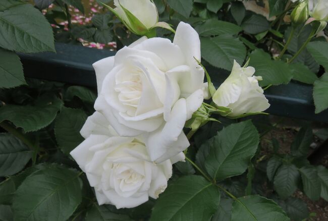 品種名：『アンナ・プルナ』<br />系統：HT(ハイブリッドティー)<br />作出国：フランス(2000年)<br />作出者：ドリュ<br />その他：凛としてさわやかな香りを持ちます。