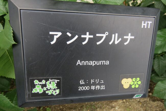 品種名：『アンナ・プルナ』<br />系統：HT(ハイブリッドティー)<br />作出国：フランス(2000年)<br />作出者：ドリュ<br />その他：名札です。