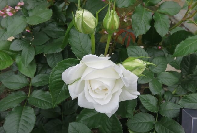 品種名：『アンナ・プルナ』<br />系統：HT(ハイブリッドティー)<br />作出国：フランス(2000年)<br />作出者：ドリュ<br />その他：濃い葉色に、白い花が映えて美しいバラです。