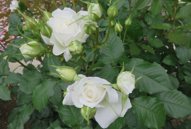 品種名：『アンナ・プルナ』<br />系統：HT(ハイブリッドティー)<br />作出国：フランス(2000年)<br />作出者：ドリュ<br />その他：四季咲きです。