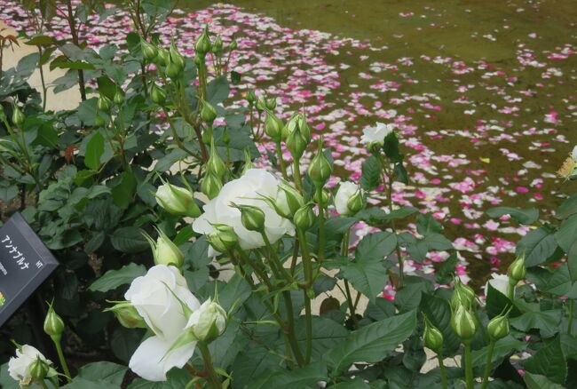 品種名：『アンナ・プルナ』<br />系統：HT(ハイブリッドティー)<br />作出国：フランス(2000年)<br />作出者：ドリュ<br />その他：名前は、ヒマラヤ山系の名山に因みます。