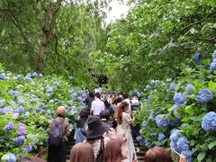 北鎌倉にある明月院（あじさい寺）
訪れたのは6月13日午後3時半頃。
人が多くておおにぎわいでしたが、入り口での待ち時間はなくすんなりと入ることができました。
（開門時間の8時半にはかなり混んでいたという情報もありましたが、確かめたわけではありませんので）