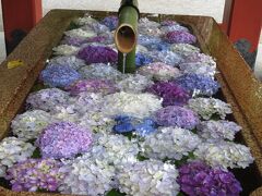 6月14日
午前7時過ぎ。鶴岡八幡宮へ朝詣り
数日前に紫陽花の花手水が始まったと公式インスタで見て、訪れました。
朝早いと人が少なくて境内も静かでした。
このあと午前9時前頃からはしとしと雨が降り始めています。
