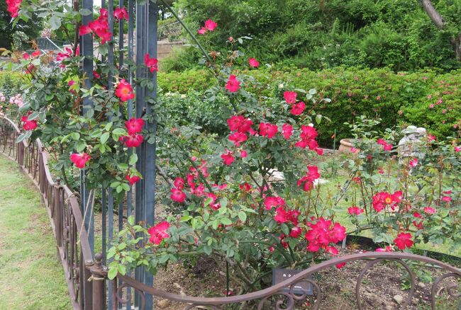 品種名：『カクテル』<br />系統：Cl(クライミング)<br />作出国：フランス(1957年)<br />作出者：メイアン<br />その他：殿堂入りをした、ツルバラの名花です。