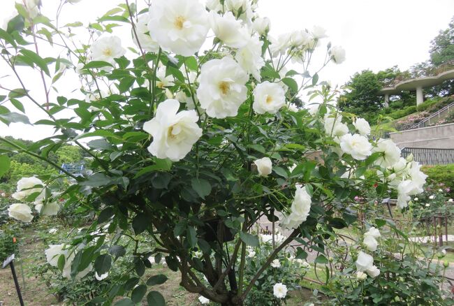 品種名：『アイスバーグ』<br />系統：Ｆ（フロリバンダ)<br />作出国：ドイツ(1958年）<br />作出者：コルデス<br />その他：1983年の世界バラ会議で殿堂入りした、白バラの名花です。