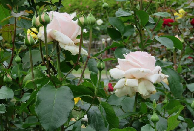 品種名：『アンドレ・ル・ノートル』<br />系統：HT(ハイブリッドティー)<br />作出国：フランス（2001年）<br />作出者：メイアン<br />その他：大輪系で、すばらしい芳香をもつアンティーク調のバラです。