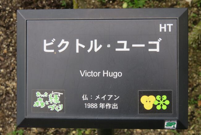 品種名：『ビクトル・ユーゴ』<br />系統：HT(ハイブリッドティー)<br />作出国：フランス（1988年）<br />作出者：メイアン(Marie-Louise)<br />その他：大文豪に因む名前です。
