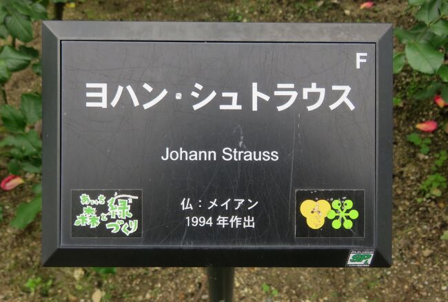 品種名：『ヨハン・シュトラウス』<br />系統：Ｆ（フロリバンダ)<br />作出国：フランス（1994年）<br />作出者：メイアン<br />その他：大作曲家に因む名前です。