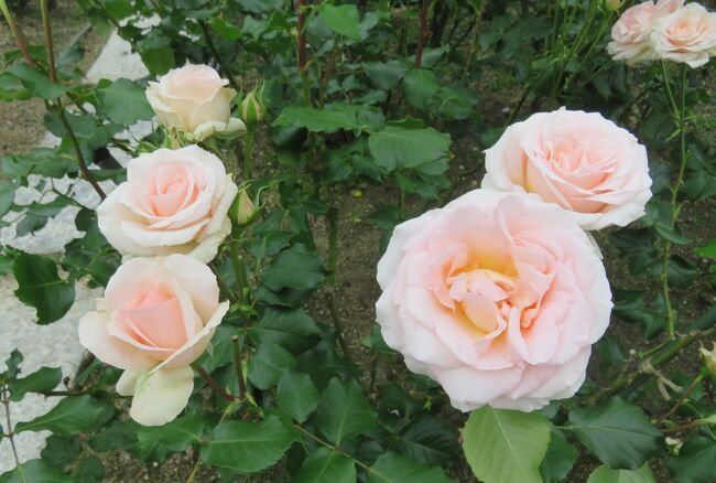 品種名：『ヨハン・シュトラウス』<br />系統：Ｆ（フロリバンダ)<br />作出国：フランス（1994年）<br />作出者：メイアン<br />その他：中心がソフトピンクに染まるアイボリー色のバラです。