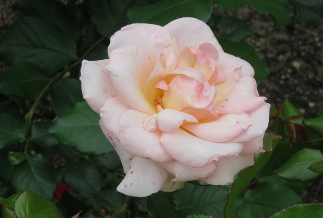 品種名：『ヨハン・シュトラウス』<br />系統：Ｆ（フロリバンダ)<br />作出国：フランス（1994年）<br />作出者：メイアン<br />その他：四季咲きの大輪です。