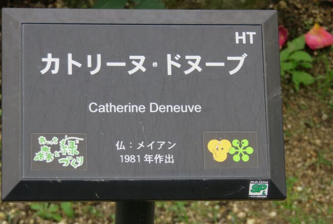 品種名：『カトリーヌ・ドヌーブ』<br />系統：HT(ハイブリッドティー)<br />作出国：フランス（1981年）<br />作出者：メイアン<br />その他：大女優に因む名前です。