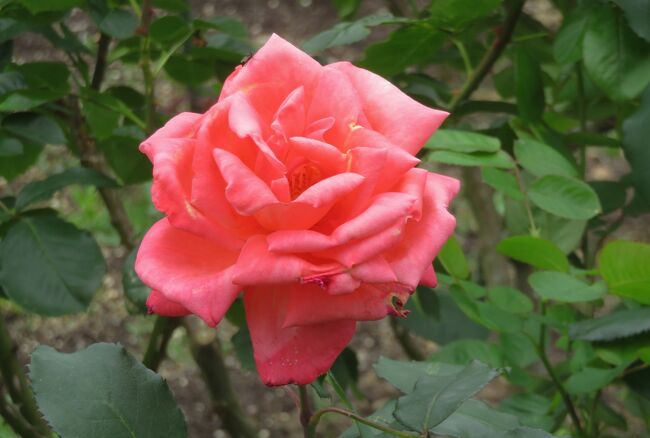 品種名：『カトリーヌ・ドヌーブ』<br />系統：HT(ハイブリッドティー)<br />作出国：フランス（1981年）<br />作出者：メイアン<br />その他：半剣弁高芯咲きで、四季咲きです。