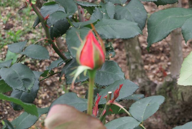 品種名：『カトリーヌ・ドヌーブ』<br />系統：HT(ハイブリッドティー)<br />作出国：フランス（1981年）<br />作出者：メイアン<br />その他：1979年にローマ金賞を受賞の名品です。