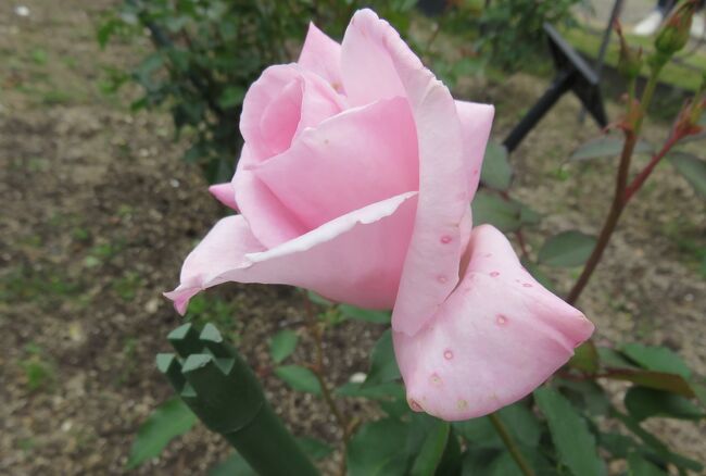 品種名：『桜貝(さくらがい)』<br />系統：Ｆ（フロリバンダ)<br />作出国：日本（1996年）<br />作出者：京成バラ園芸(平林浩)<br />その他：花色は青みを帯びた淡いピンク色です。