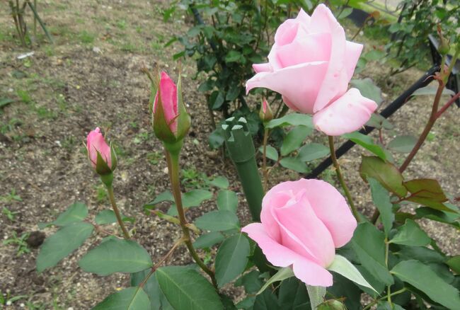 品種名：『桜貝(さくらがい)』<br />系統：Ｆ（フロリバンダ)<br />作出国：日本（1996年）<br />作出者：京成バラ園芸(平林浩)<br />その他：半剣弁高芯咲きの中輪花です。