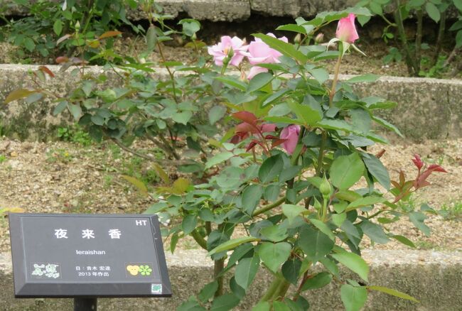 品種名：『夜来香(イエライシャン)』<br />系統：HT(ハイブリッドティー)<br />作出国：日本（1991年）<br />作出者：青木宏達<br />その他：ブルーの強香を持つ、中大輪房咲きの花です。