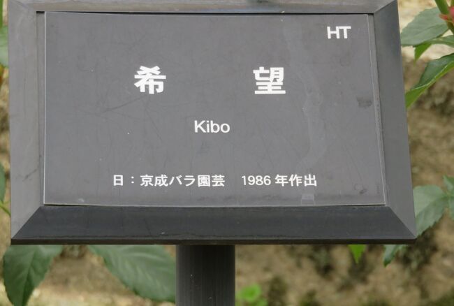 品種名：『希望(きぼう)』<br />系統：HT(ハイブリッドティー)<br />作出国：日本（1986年）<br />作出者：京成バラ園芸（鈴木省三)<br />その他：オランダハーグ国際コンクール金賞はじめ多数の国際賞受賞の名品。