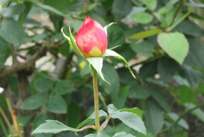 品種名：『希望(きぼう)』<br />系統：HT(ハイブリッドティー)<br />作出国：日本（1986年）<br />作出者：京成バラ園芸（鈴木省三)<br />その他：表弁は緋紅、裏弁は黄色の複色花です。