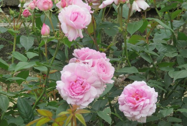 品種名：『夢香(ゆめか)』<br />系統：Ｆ（フロリバンダ)<br />作出国：日本（2007年）<br />作出者：京成バラ園芸（武内俊介)<br />その他：2004年JRC金賞受賞、香り部門金賞受賞ほか受賞。