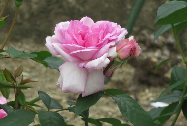 品種名：『夢香(ゆめか)』<br />系統：Ｆ（フロリバンダ)<br />作出国：日本（2007年）<br />作出者：京成バラ園芸（武内俊介)<br />その他：花色は青みを帯びたピンク色です。