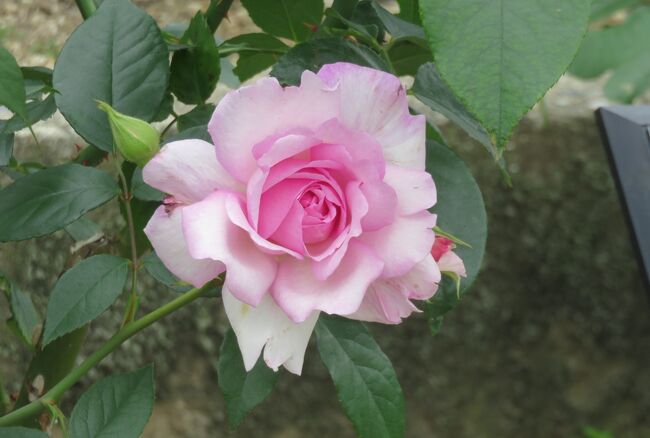 品種名：『夢香(ゆめか)』<br />系統：Ｆ（フロリバンダ)<br />作出国：日本（2007年）<br />作出者：京成バラ園芸（武内俊介)<br />その他：芳香種で、ほんのり甘くフルーティーな香りがします。