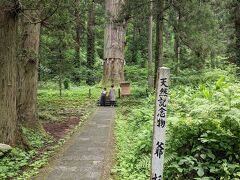 天然記念物、
羽黒山の「爺杉」

