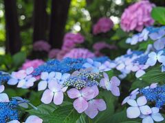 上野恩賜公園の紫陽花