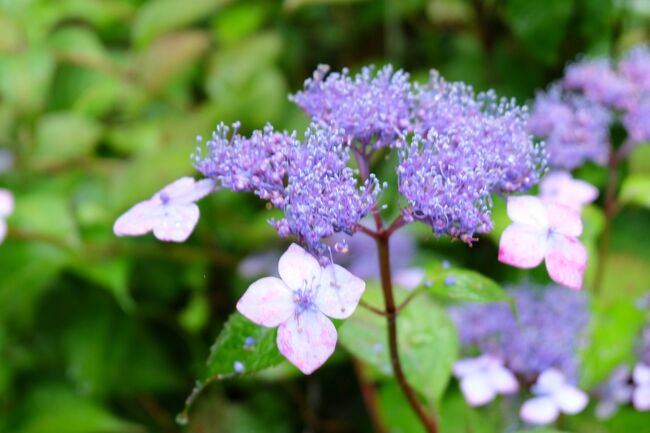 花菖蒲と紫陽花に酔いしれる 白猪の滝と総合公園のお花たち ドライブひとり旅 22 6 松山 愛媛県 の旅行記 ブログ By Mikanさん フォートラベル