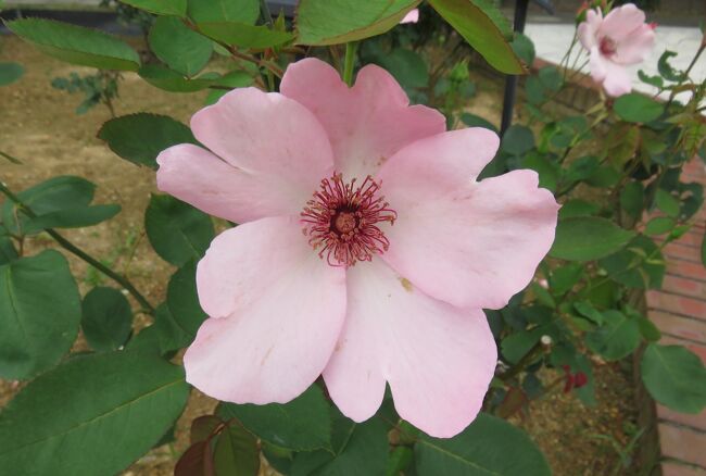 品種名：『デンティー・ベス』<br />系統：HT(ハイブリッドティー)<br />作出国：イギリス(1925年)<br />作出者：Wm. E.B. Archer &amp; Daughter<br />その他：澄んだ色彩や波打つ花弁が美しく、中心に赤紫のしべが映えます。