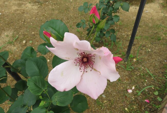 品種名：『デンティー・ベス』<br />系統：HT(ハイブリッドティー)<br />作出国：イギリス(1925年)<br />作出者：Wm. E.B. Archer &amp; Daughter<br />その他：今も愛される、珍しい一重咲きの傑作品種です。