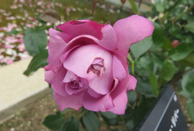 品種名：『ブルー・リバー』<br />系統：HT(ハイブリッドティー)<br />作出国：ドイツ（1984年）<br />作出者：コルデス<br />その他：丸弁抱え咲きで、ブルーローズ系の強い香りがあります。