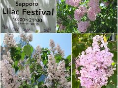 『さっぽろライラックまつり』です。
ライラックって、背が高いのですね！
関西では、ライラックを見かけることがほとんどないので、見る度に撮影してしまいました(*^^*)。