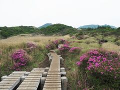 木道の両脇にもミヤマキリシマが。自然と心が弾む。
ところが、雨ヶ池を超えた辺りで雨がポツポツと降り出し、急いでレインウェアを着込み、ザックカバーを装着。6時半に出発しても間に合わなかったかぁ。